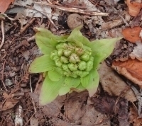 イゾラーナ庭での芽吹いた、ふきのとう ふきのとう.jpg