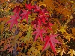 イゾラーナの庭の楓の紅 もみじ.jpg