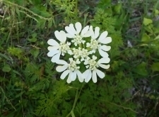 イゾラーナの庭のオルラヤの花 オルヤヤ.jpg