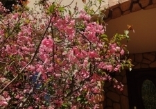 イゾラーナの庭のカイドウの花 カイドウ.jpg