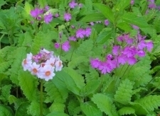 イゾラーナの庭のサクラ草とクリン草 サクラソウ.jpg
