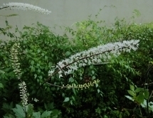 サラシナショウマの白い花 サラシナショウマ.jpg