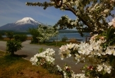 湖畔に咲くズミの白い花 ズミの花.jpg