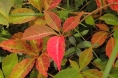 イゾラーナの庭のツタの葉の紅葉 ツタの紅葉.jpg