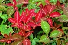 イゾラーナの庭のツタの紅葉 ツタの紅葉.jpg