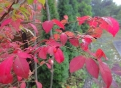 イゾラーナの庭の錦木の紅葉 ニシキギ.jpg