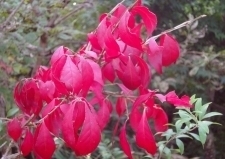 庭の錦木の紅葉 ニシキギの紅葉.jpg