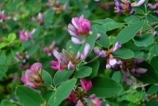 イゾラーナの庭に咲くハギの花 ハギ.jpg