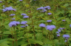 フジバカマの紫の花 フジバカマ.jpg