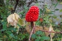 マムシグサの実 マムシ草の実り.jpg