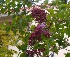 イゾラーナの庭のライラックの花 ライラック.jpg