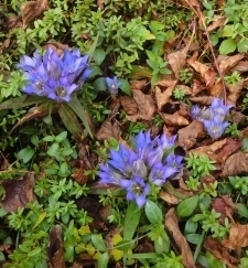 紫色のリンドウの花 リンドウ.jpg