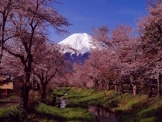 忍野お宮橋の桜と富士山 忍野の桜.jpg