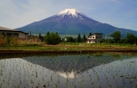田んぼに映る逆さ富士 田んぼの逆さ富士.jpg