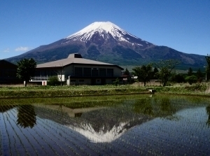 田んぼの水面に映る逆さ富士 田んぼの逆さ富士.jpg