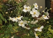 秋明菊の白い花 秋明菊.jpg
