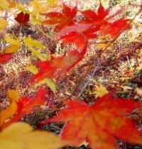 イゾラーナの庭の楓の葉 紅葉.jpg