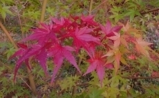 イゾラーナの庭の楓の紅葉 紅葉.jpg
